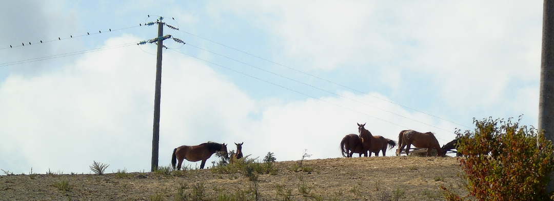 Grazing on the hill at the IHP Sanctuary, Italy.