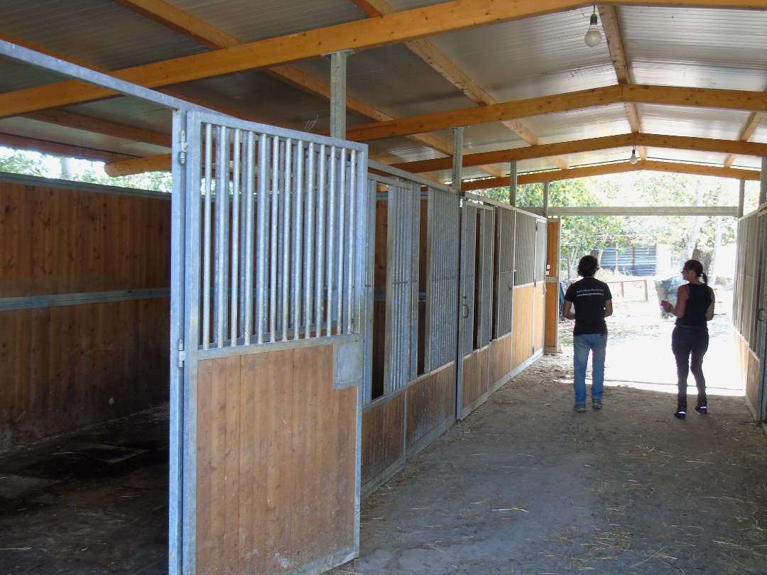 Sonny and Hazel walking through IHP's stable block'.