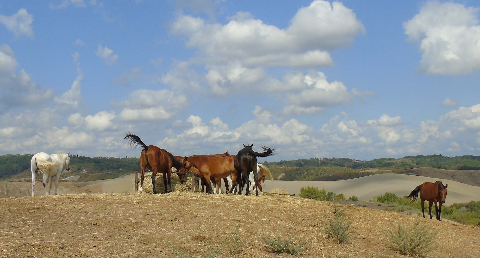 Feeding in the midday heat. Picture by Ian Russell