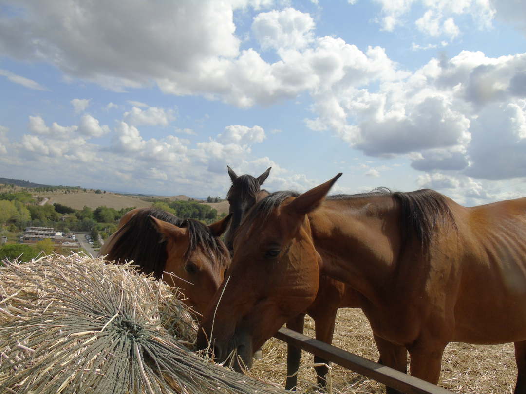 Munching on hay through the hay nets.