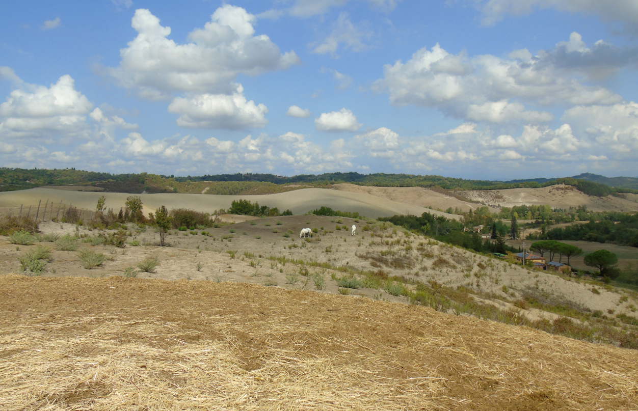 Pioggia and Libero grazing in the fields.