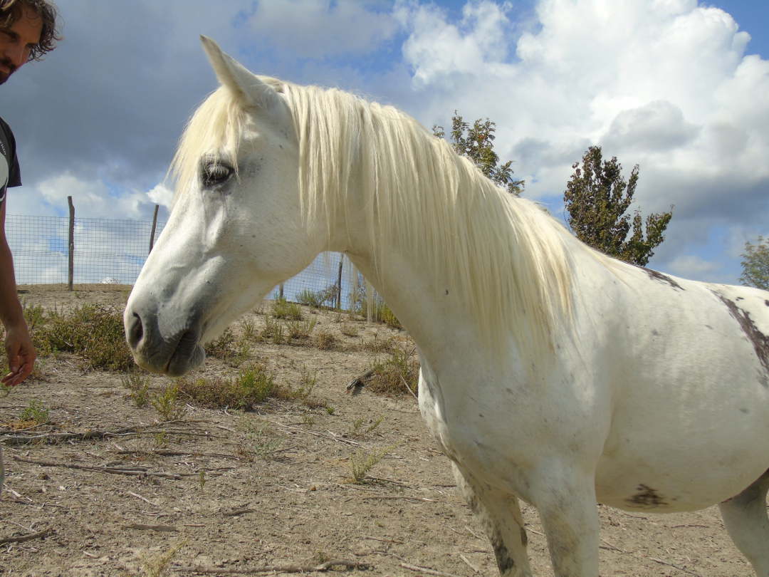 IHP's eight year old gelding mascot, Libero.