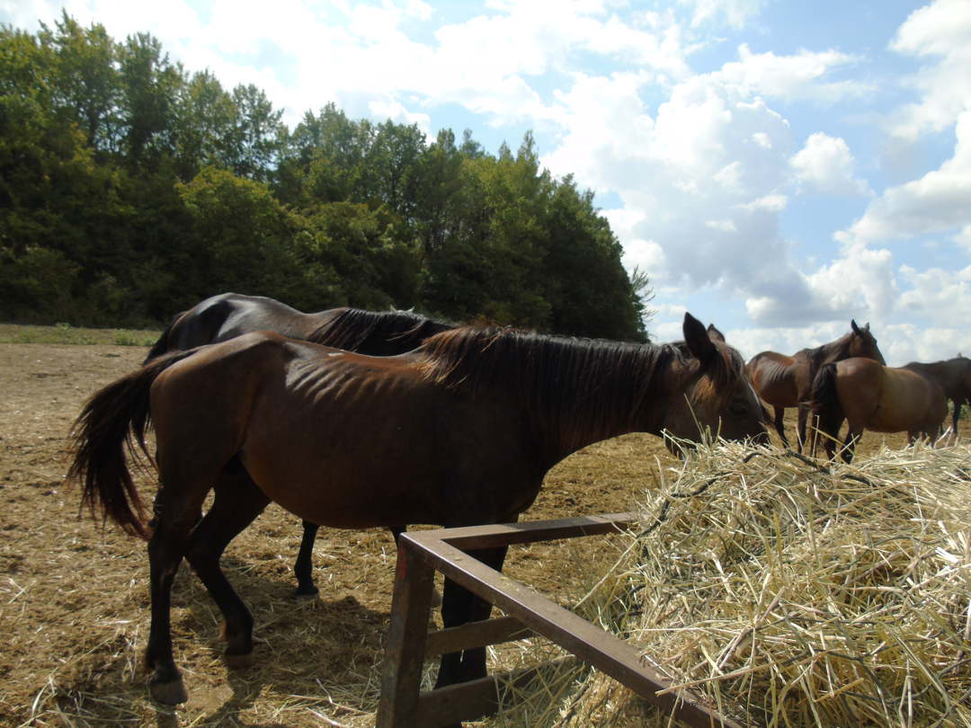 Once Neglected Horses Feeding Well.