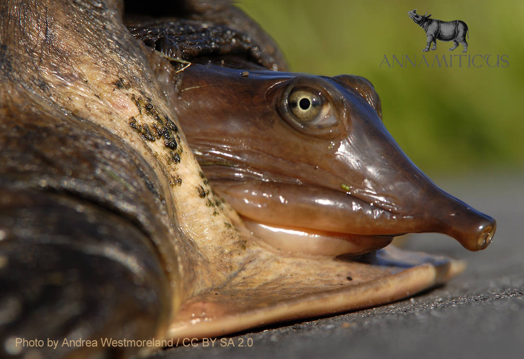 Softshell Turtle