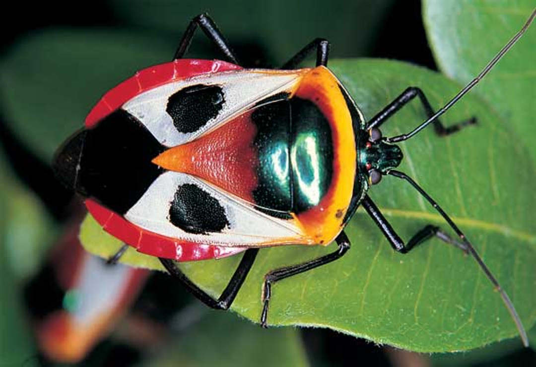 Shield bug at Reedy Creek Reserve, Queensland - Bush Heritage Australia