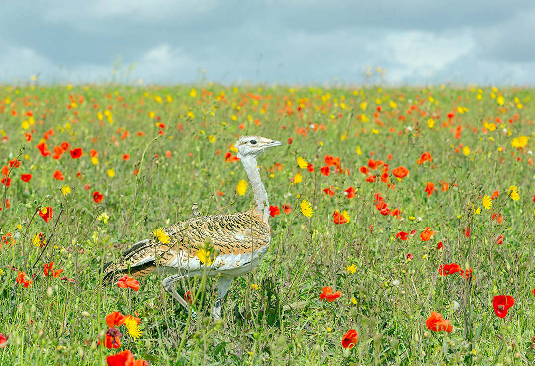 Great Bustard Group