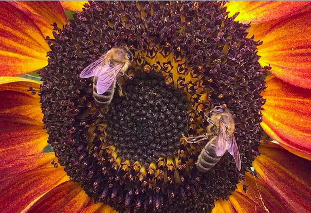 Sunflower Bees