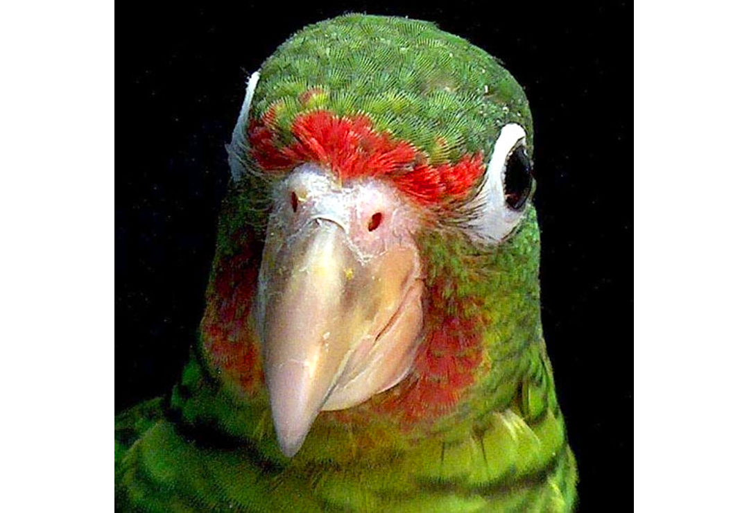 Puerto Rican Amazon Parrot