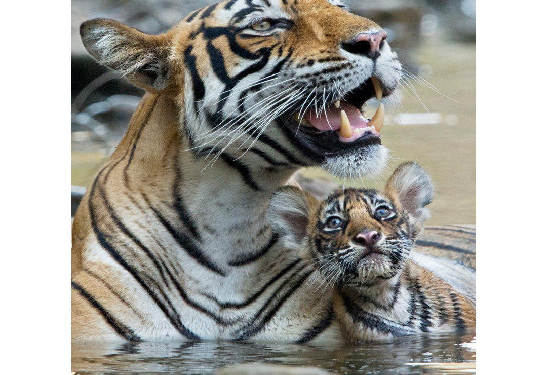 Protect Tigers
